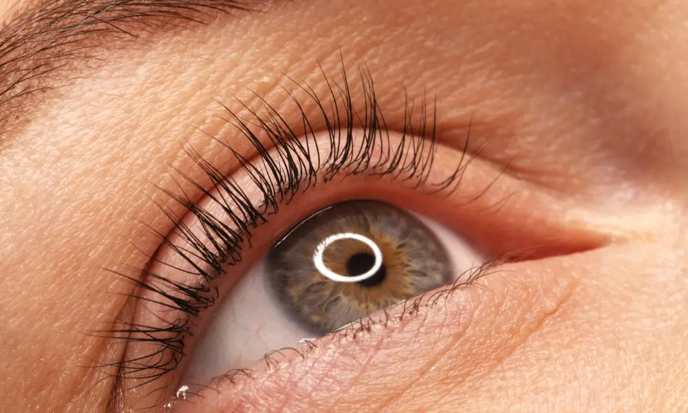 Close-up lash treatment result